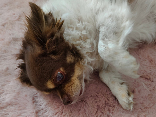 SeelenTröpfchen über die Ferne - Seelentropfen